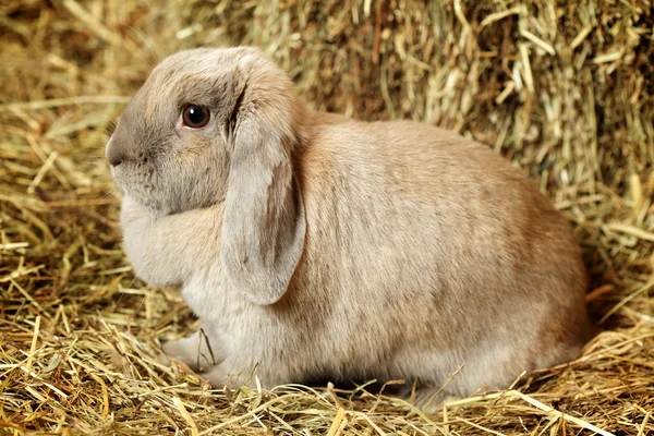 Lop-earred Rabbit — Stock Photo, Image