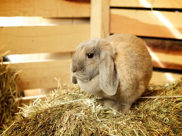 Lop-earred Rabbit — Stock Photo, Image