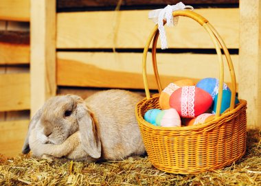 earred Lop tavşanı