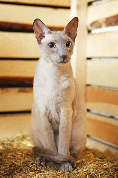 Peterbald na hayloft — Zdjęcie stockowe