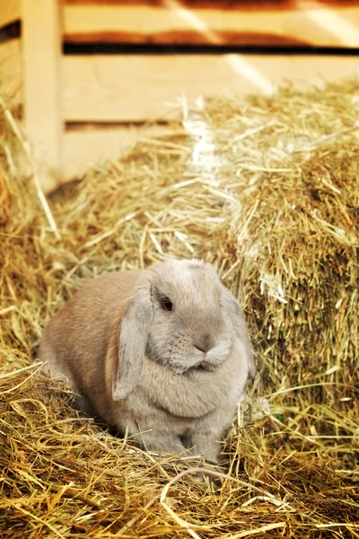 Lop-earred Rabbit — Stock Photo, Image