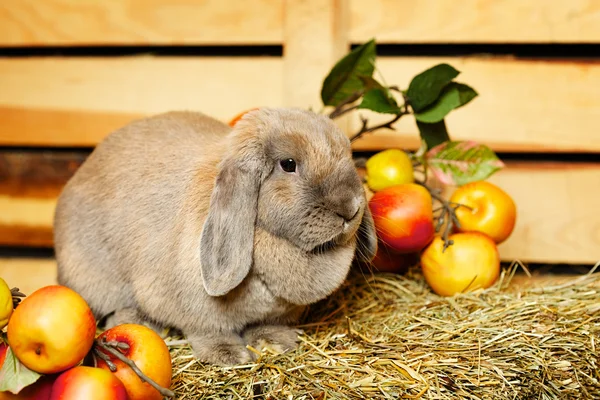 Lop earred кролик — стокове фото