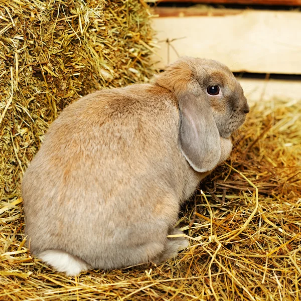 Coniglio dalle orecchie di luppolo — Foto Stock