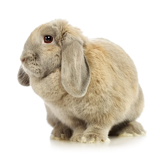 Conejo con orejeras —  Fotos de Stock