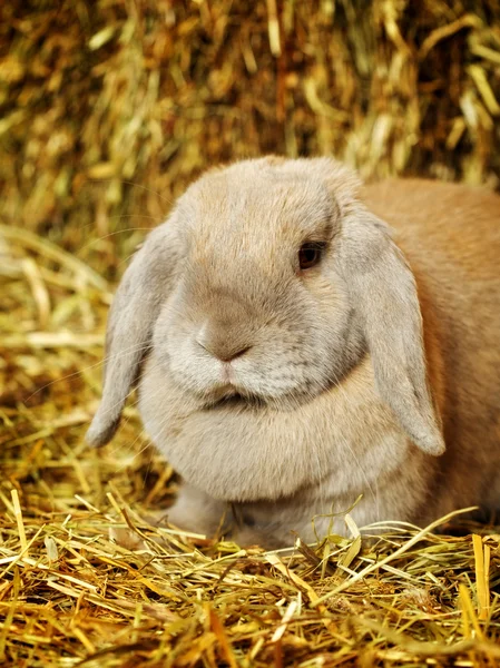 Lop-earred Rabbit — Stock Photo, Image