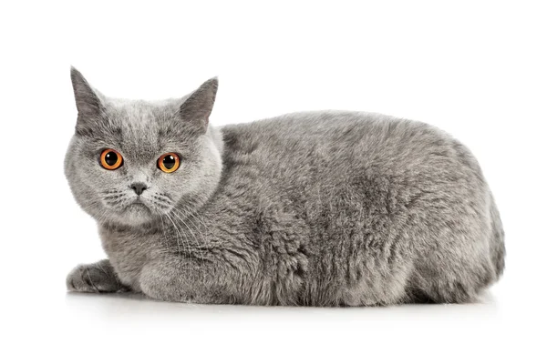 İngiliz kısa hava kedisi — Stok fotoğraf