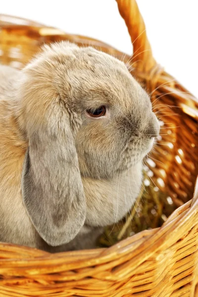 Coniglio dalle orecchie di luppolo — Foto Stock