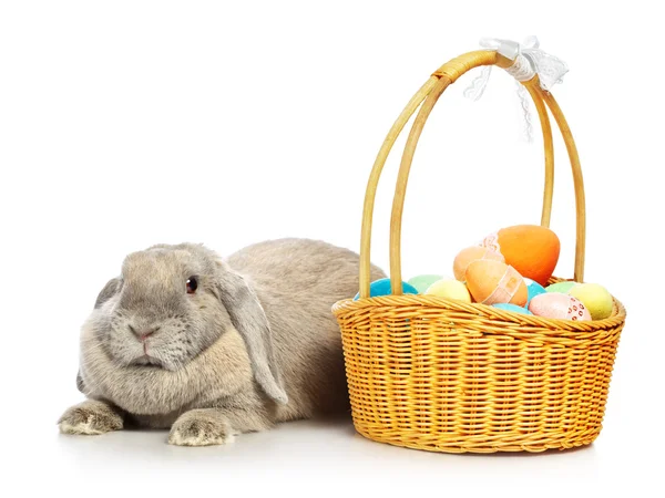 Earred Lop tavşanı — Stok fotoğraf