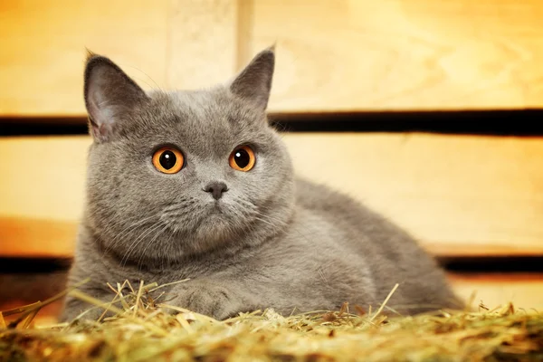 British Shorthair Cat — Stock Photo, Image