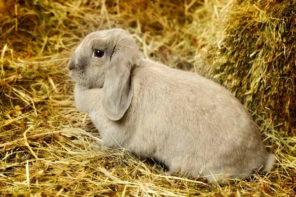 Lapin à oreilles nues — Photo