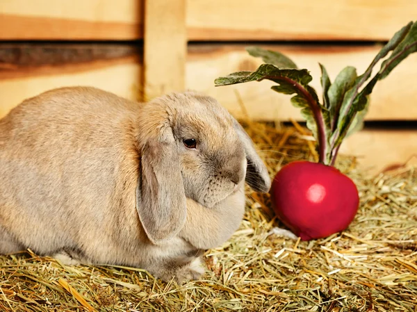 Lop-earred Rabbit — Stock Photo, Image