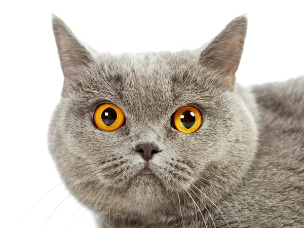 Короткометражный кот — стоковое фото