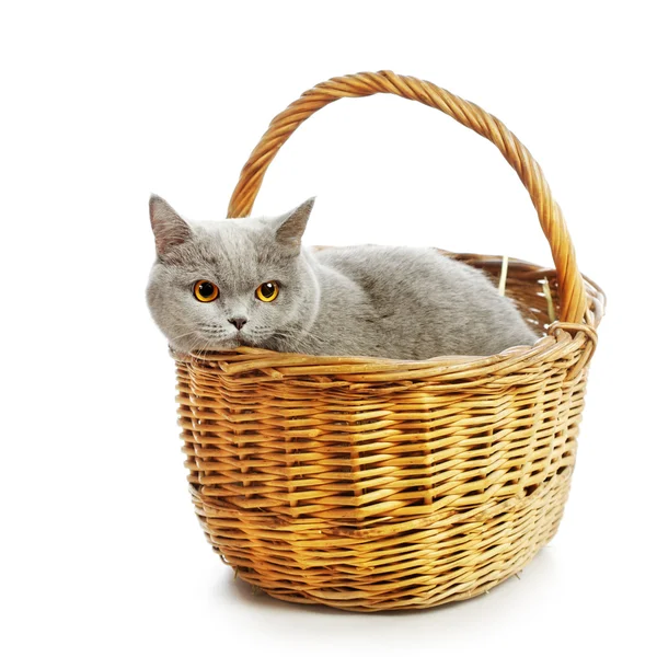 British Shorthair Cat — Stock Photo, Image