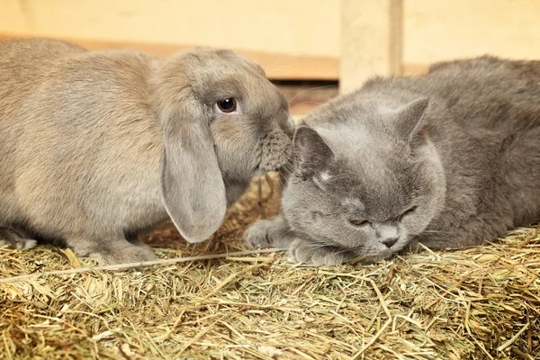 Кошка и кролик — стоковое фото