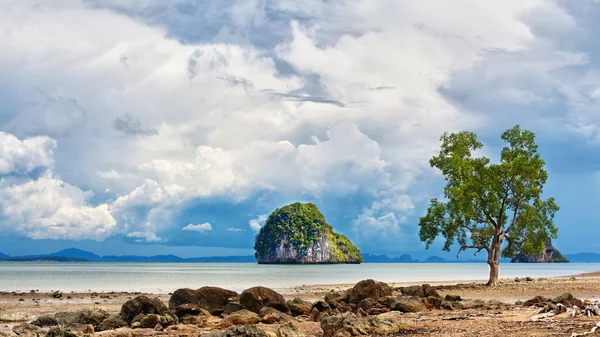 Árbol en la orilla del mar — Foto de Stock