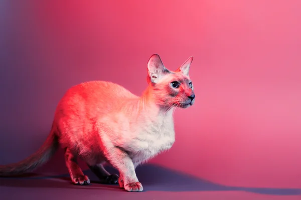 Peterbald Cat — Zdjęcie stockowe