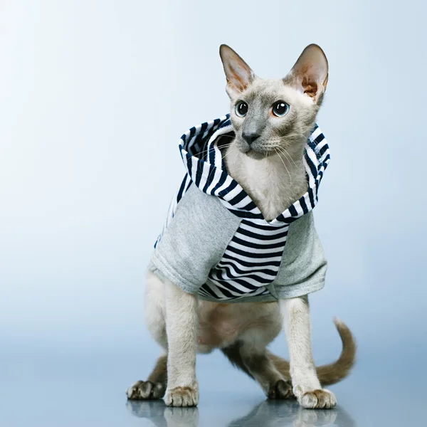 Peterbald 猫フーディ — ストック写真