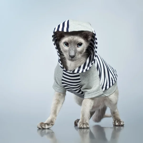 Peterbald kat in hoody — Stockfoto