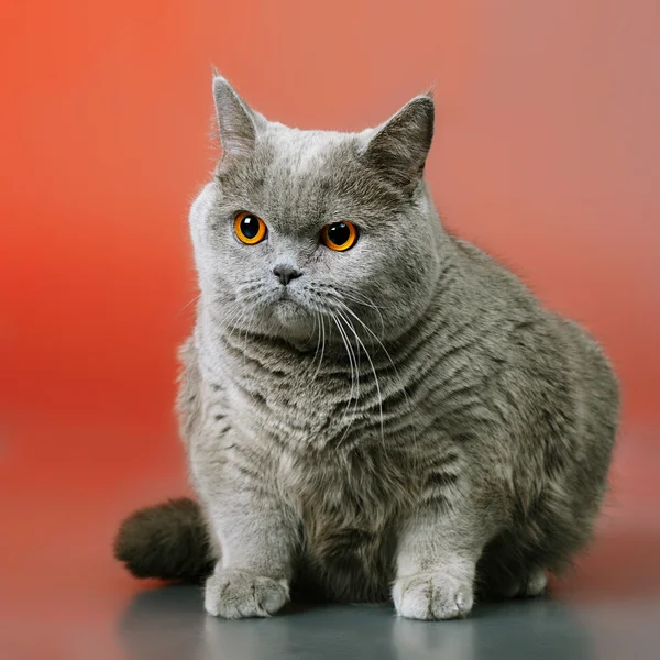 Británico taquigrafía gato — Foto de Stock