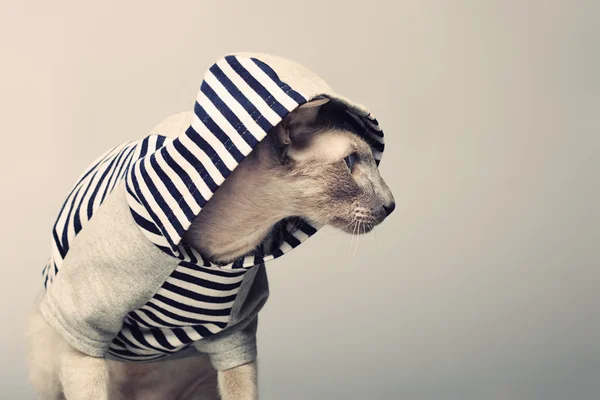 Peterbald Cat em Hoody — Fotografia de Stock