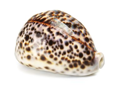deniz kabuğu
