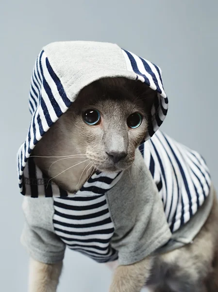 Peterbald Cat em Hoody — Fotografia de Stock