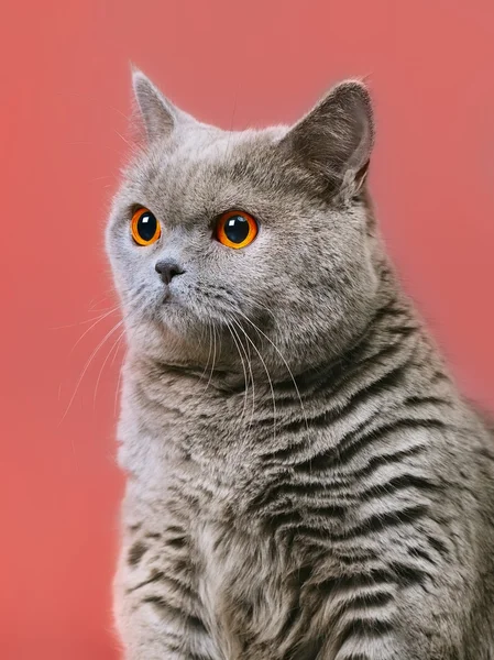 Británico taquigrafía gato —  Fotos de Stock