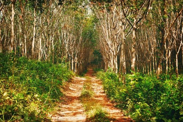 Floresta de árvores de borracha — Fotografia de Stock