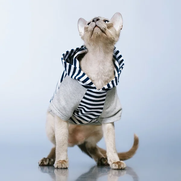 Peterbald Cat in Hoody — Stock Photo, Image