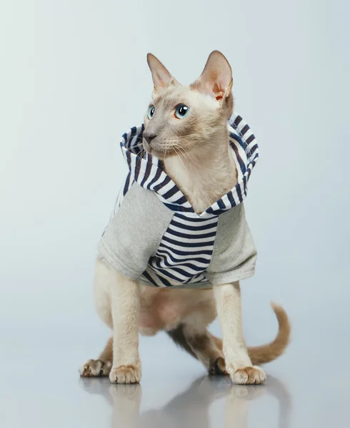 Peterbald katt i hoody — Stockfoto