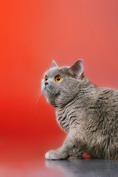 Britânico gato shorthair — Fotografia de Stock