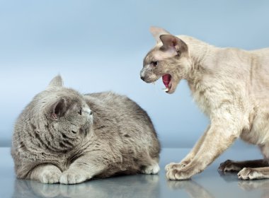 İki kedi.