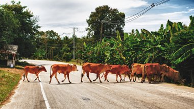 İnekler karşıdan karşıya