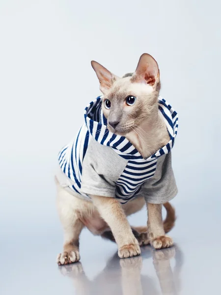 Peterbald Chat à capuche — Photo