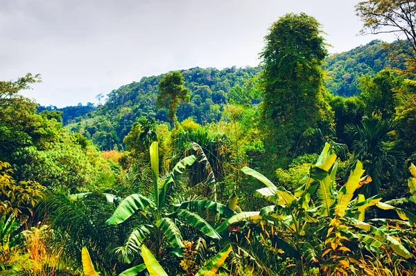 Thailändische Berge — Stockfoto