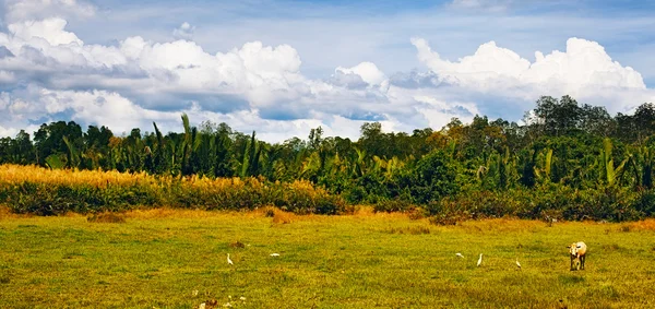 Paisagem tailandesa — Fotografia de Stock