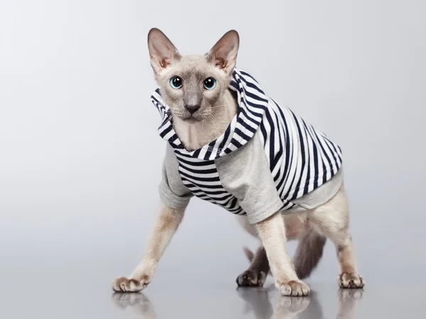 Peterbald katt i hoody — Stockfoto