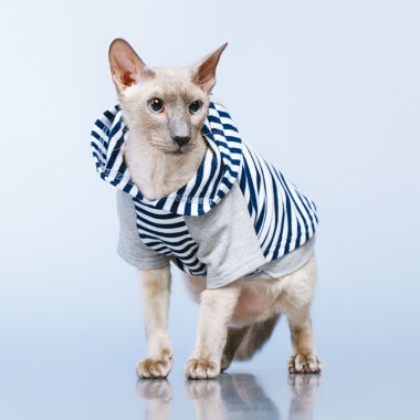 peterbald kedi kapüşonlu