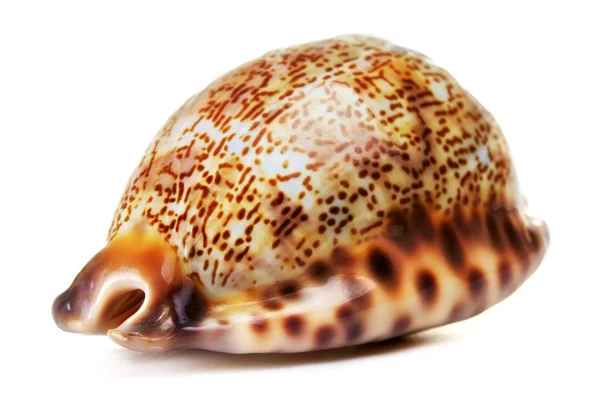 Sea Shell — Stock Photo, Image