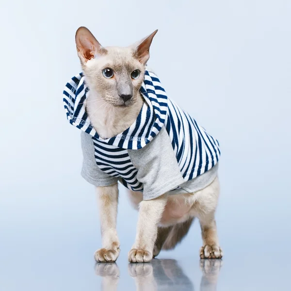 Peterbald Katze im Kapuzenpulli — Stockfoto