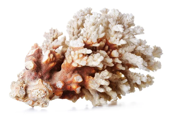 美しいサンゴ礁 — ストック写真