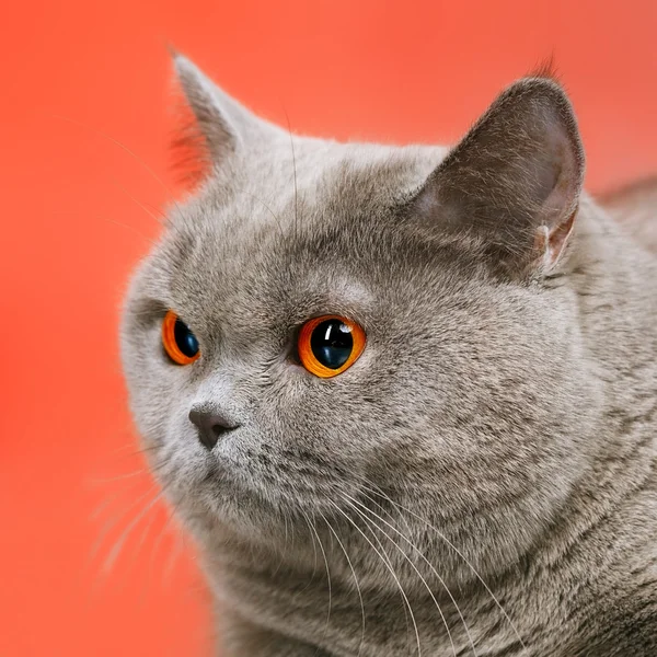 Britská krátkosrstá kočka — Stock fotografie