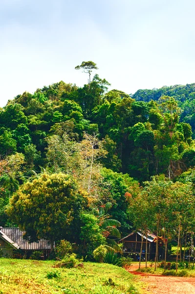 Dżungla tajska — Zdjęcie stockowe
