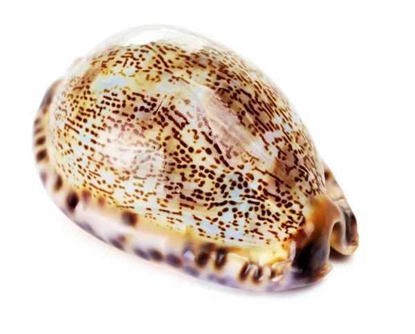 Sea Shell — Stock Photo, Image