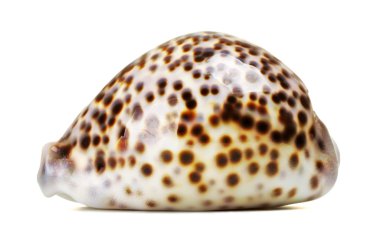 deniz kabuğu