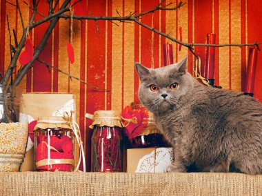 İngiliz kısa hava kedisi