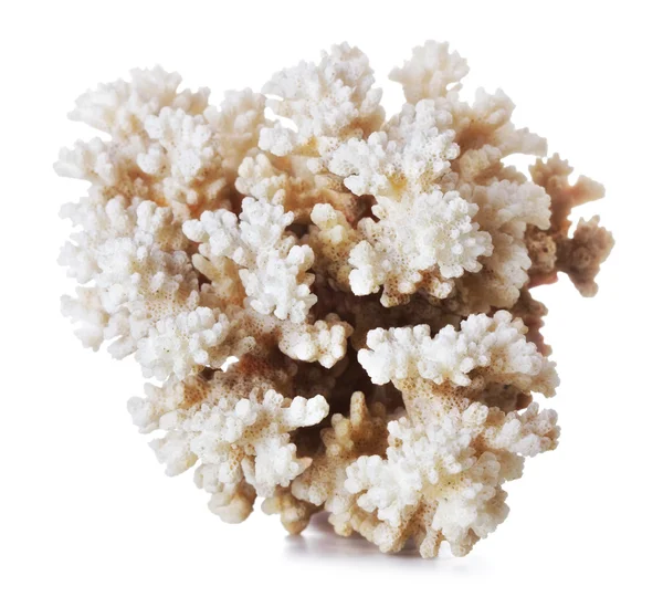 Belo coral — Fotografia de Stock