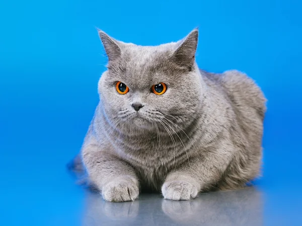 Britânico gato shorthair — Fotografia de Stock