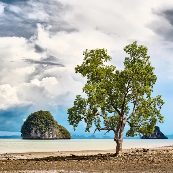 Дерево на берегу моря — стоковое фото