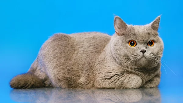 Britânico gato shorthair — Fotografia de Stock